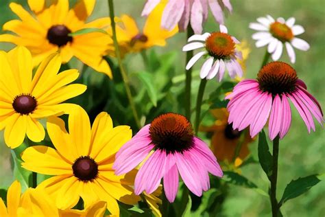 20 Different Types Of Flowers To Grow In The Spring The Gardening Dad