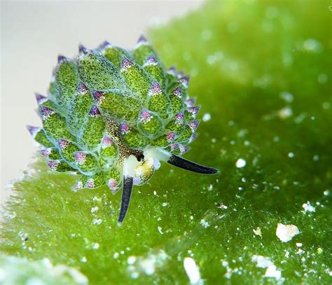 1encountering The Adorable Sea Sheep Slug A Super Cute Marvel Of