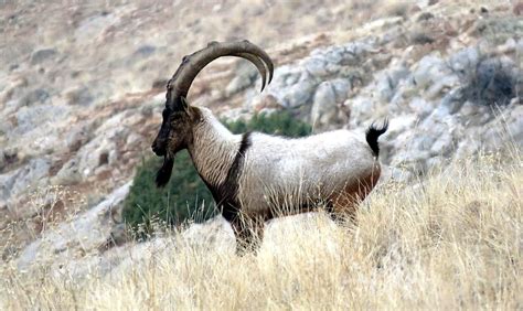 Bezoar Goats: A "Red Book" Animal | Phoenix Tour Armenia