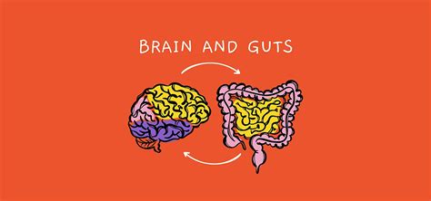 Brain Gut Axis In Autism Understanding Its Role In Treatment Iac Let