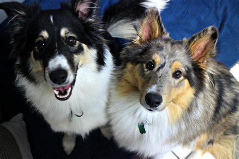 Two Beautiful Sheltieeskimo Mix Pups Need A Home Lacey Nj Patch