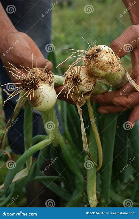 Green Onion Harvest Stock Photo Image Of Hands Harvesting