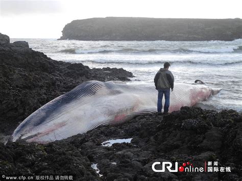 France échouage d une baleine de 120 m