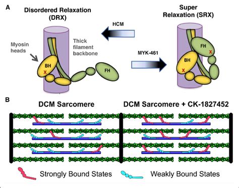 Small molecules to improve aberrant sarcomere function from pathogenic... | Download Scientific ...