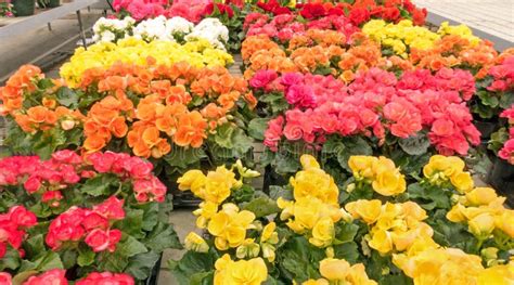 Variety of Begonias Flowers Stock Image - Image of flowers, display ...