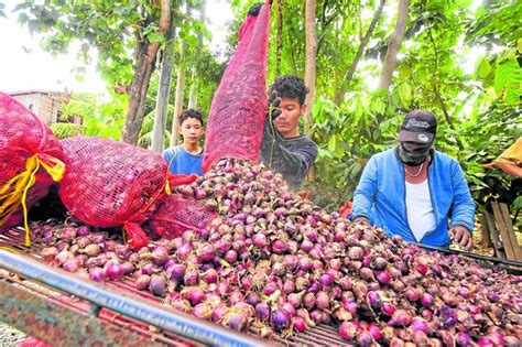 Onion Supply Adequate Despite Hoarders Department Of Agriculture