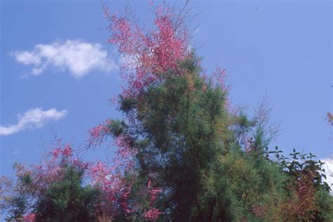 Tamarix The Morton Arboretum