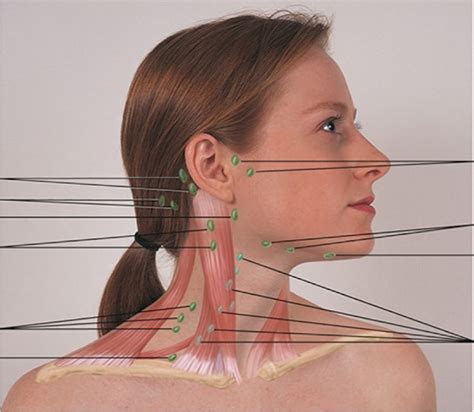 Locations Of The Lymph Nodes Diagram Quizlet