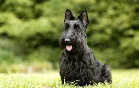 Scottish Terrier Names - Anything Terrier