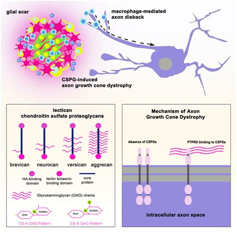 Mechanisms Of Axon Regeneration Failure Acutely After Spinal Cord