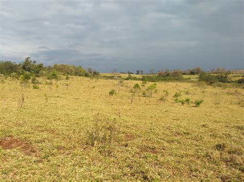 Fazendeiro campo grandense é autuado em R 7 8 mil por desmatamento