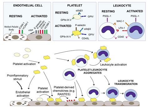 Role Of Platelets In Inflammation Intechopen