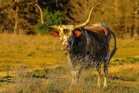 Texas Longhorn Bull Poses in Texas Pasture Filled with Bluebonnets ...