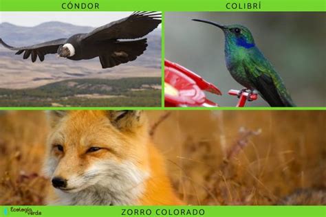 Región Andina Características Flora Y Fauna Resumen Con Fotos