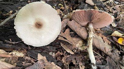 Agaricus Leptocaulis The Ultimate Mushroom Guide