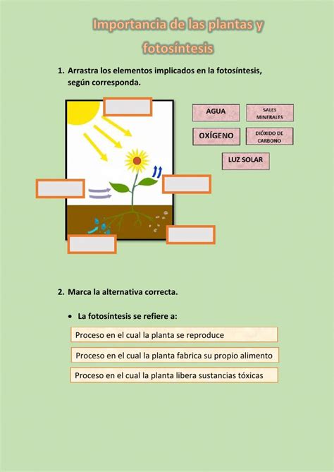 Ficha Online De Las Plantas Para 3° Básico Puedes Hacer Los Ejercicios Online O Descargar La