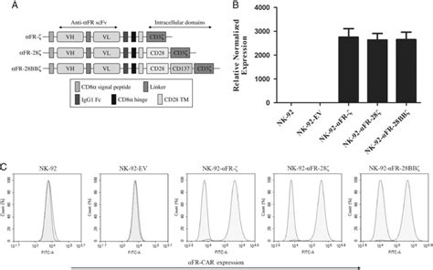 Anti αfr Car Engineered Nk 92 Cells Display Potent Cytotoxicity Against