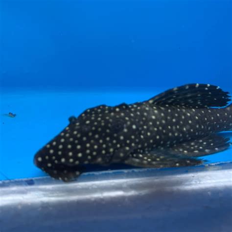 Vampire pleco for sale | Exotic Fish Shop | Call now 774-400-4598