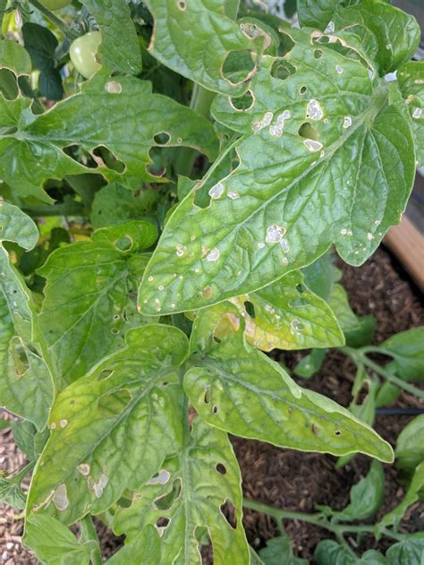 Green Leaves With Brown Spots On Them In A Garden Area Next To A