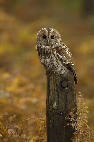 Tawny Owl Strix Aluco Adult Perched On Post Amongst