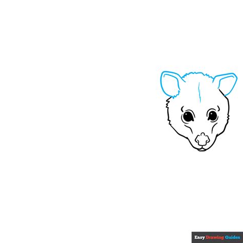 How to Draw a Possum - Really Easy Drawing Tutorial