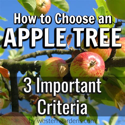 How To Choose An Apple Tree In Utah Western Garden Centers