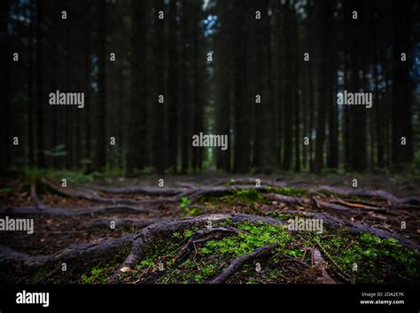 Close-up of moss on ground in dark forest. Beautiful dark background ...