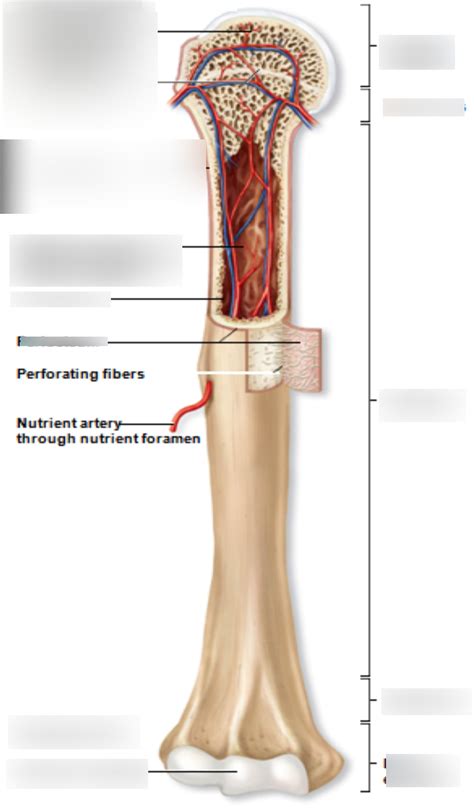 Anatomy Lab Exam 2 Diagram Quizlet