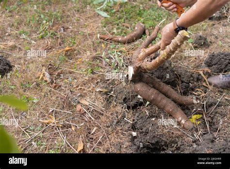 Farmer Picking Cassava In The Field Large Cassava Roots Cassava