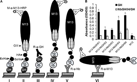 Different Enzyme Linked Immunosorbant Assay Elisa Strategies For Gh