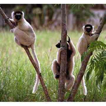 Animals of the Rainforest - Rainforest Photo (12777082) - Fanpop