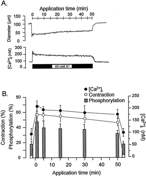 Ca2 And Myosin Phosphorylation Independent Relaxation By Halothane In K Depolarized Rat