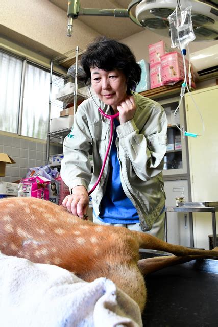 奈良の鹿愛護会唯一の獣医師、丸子理恵さん：朝日新聞デジタル Cheriee News