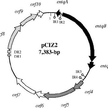 Physical Map Showing The Genetic Organization Of The Bp Plasmid