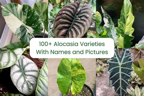 100 Alocasia Varieties With Names And Pictures Houseplant Alley