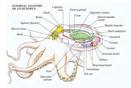 Anatomy - In the Mind of an Octopus