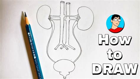 Human Excretory System Diagram How To Draw Human Excretory System