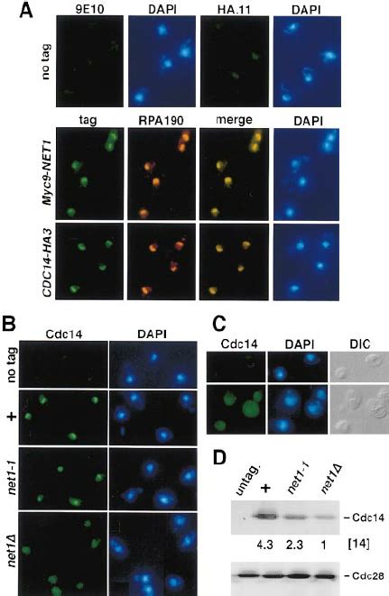 Net1 Dependent Localization Of Cdc14 To The Nucleolus A Net1 And