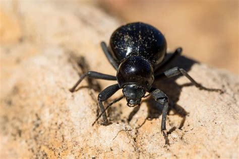 Discover 10 Types of Black Beetles - A-Z Animals