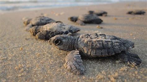 Comienza la temporada de liberación de tortugas en Puerto Vallarta