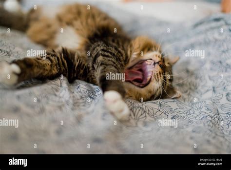 Cat yawning with mouth wide open and shows fangs Stock Photo - Alamy