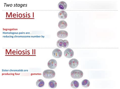 Meiosis formation of gametes Diagram | Quizlet