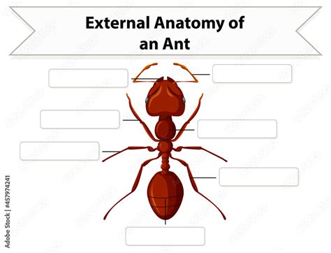 External Anatomy of an ant worksheet Stock Vector | Adobe Stock