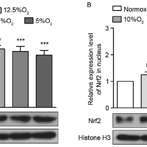 Obstructive Sleep Apnea Activates The Nrf2 HO1 Signaling Pathway A