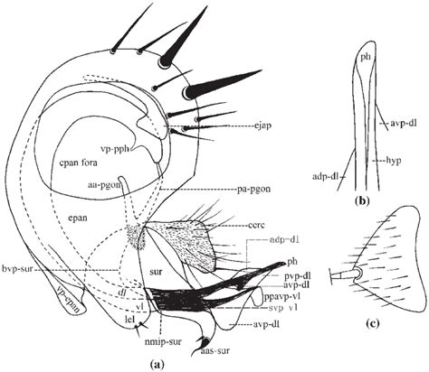 A C Chrysotus Ventriprojicientus Sp Nov A Male Genitalia Left Download Scientific Diagram