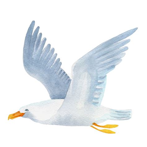 Mouette D Aquarelle Illustration De Vecteur Illustration Du Dock