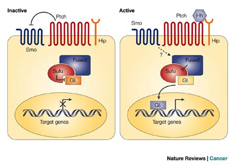 Hedgehog Signalling Pathway In The Absence Of Ligand The Hh Signalling