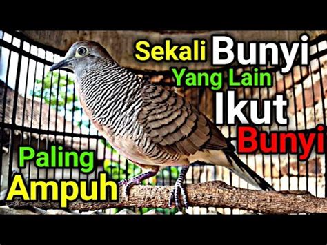 Perkutut Lokal Gacor Suara Besar Suara Perkutut Lokal Gacor Suara Besar