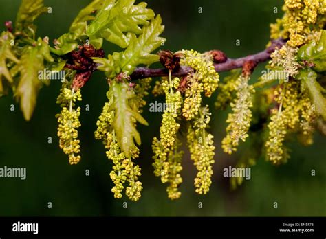 English Oak Quercus Robur Flowers Quercus Flower Oak Spring Pedunculate