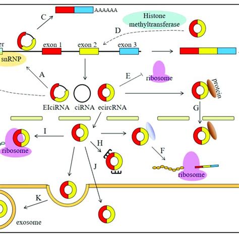 Functions Of Circrnas A Circrnas Especially Eicirnas And Cirnas